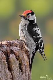 Attēlu rezultāti vaicājumam “Dendrocopos minor”