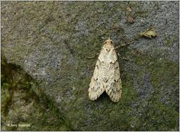 Attēlu rezultāti vaicājumam “Diurnea fagella”