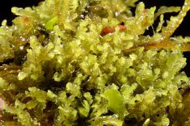 Attēlu rezultāti vaicājumam “Harpanthus scutatus”