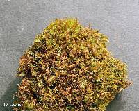 Attēlu rezultāti vaicājumam “Didymodon tophaceus”