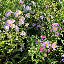 Image result for Aster novi-belgii