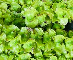 Attēlu rezultāti vaicājumam “Pterocarya fraxinifolia leaf”