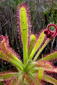 Image result for Drosera