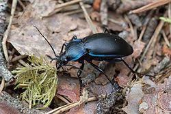 Attēlu rezultāti vaicājumam “Carabus violaceus”
