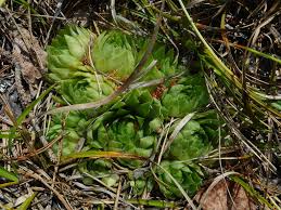 Attēlu rezultāti vaicājumam “Jovibarba globifera bud”