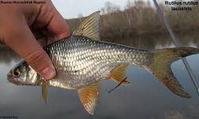 Image result for Rutilus rutilus