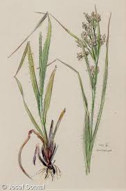 Attēlu rezultāti vaicājumam “Luzula luzuloides”