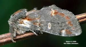 Attēlu rezultāti vaicājumam “Notodonta dromedarius”