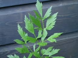 Attēlu rezultāti vaicājumam “Levisticum officinale leaf”