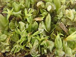 Attēlu rezultāti vaicājumam “Jungermannia leiantha”