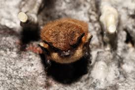 Attēlu rezultāti vaicājumam “Myotis brandtii”
