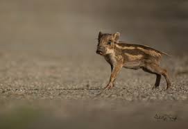 Attēlu rezultāti vaicājumam “Sus scrofa”