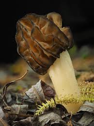 Attēlu rezultāti vaicājumam “Morchella sp.”