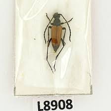 Attēlu rezultāti vaicājumam “Anastrangalia sanguinolenta”