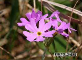 Attēlu rezultāti vaicājumam “Primula farinosa flower”