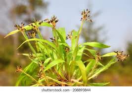 Attēlu rezultāti vaicājumam “Luzula pilosa leaf”