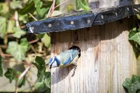 Attēlu rezultāti vaicājumam “Muscicapa striata nest”