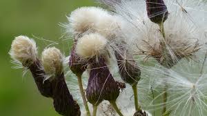 Attēlu rezultāti vaicājumam “Serratula tinctoria flower”