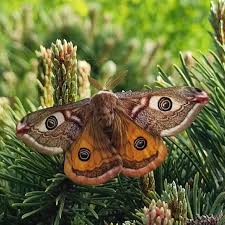 Attēlu rezultāti vaicājumam “Saturnia pavonia eggs”