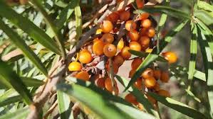 Attēlu rezultāti vaicājumam “Hippophae rhamnoides”