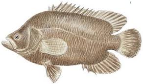 Image result for Lobotes surinamensis