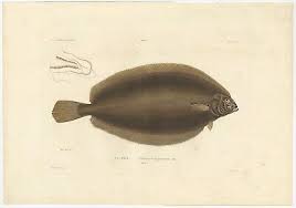 Image result for Glyptocephalus cynoglossus