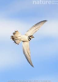 Image result for Charadrius vociferus