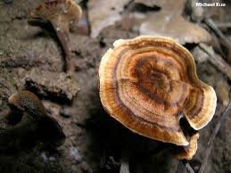 Attēlu rezultāti vaicājumam “Coltricia perennis”