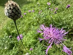 Attēlu rezultāti vaicājumam “Serratula tinctoria leaf”