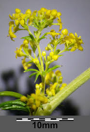 Attēlu rezultāti vaicājumam “Galium verum bud”