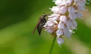 Attēlu rezultāti vaicājumam “Diderma tigrinum young”