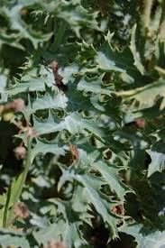 Attēlu rezultāti vaicājumam “Papaver argemone leaf”