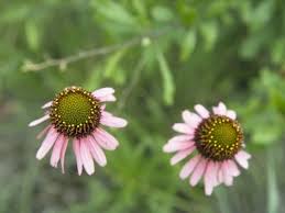 Image result for Echinacea angustifolia