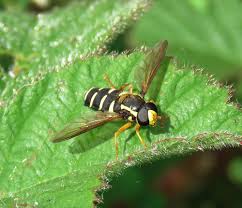 Attēlu rezultāti vaicājumam “Xanthogramma sp.”