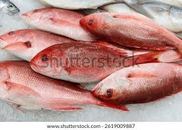 Image result for Lutjanus campechanus