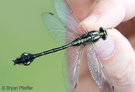 Attēlu rezultāti vaicājumam “Gomphidae”