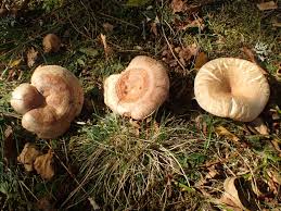 Attēlu rezultāti vaicājumam “Lactarius”