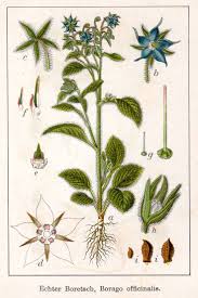 Image result for Borretsch