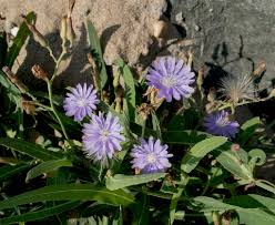 Attēlu rezultāti vaicājumam “Lactuca tatarica bud”