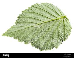 Attēlu rezultāti vaicājumam “Rubus idaeus leaf”