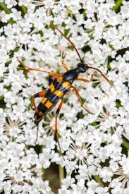 Attēlu rezultāti vaicājumam “Strangalia attenuata”