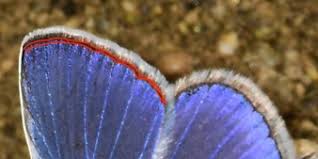 Attēlu rezultāti vaicājumam “Polyommatus icarus male”