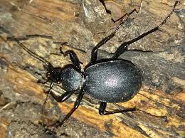 Attēlu rezultāti vaicājumam “Cychrus caraboides”