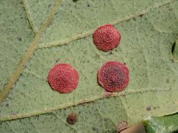 Attēlu rezultāti vaicājumam “Neuroterus quercusbaccarum”