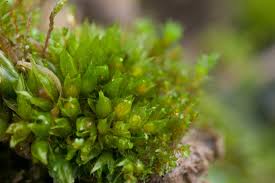 Attēlu rezultāti vaicājumam “Cinclidotus danubicus”