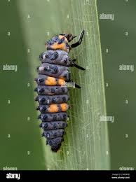 Attēlu rezultāti vaicājumam “Coccinella septempunctata larva”