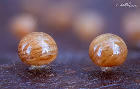 Attēlu rezultāti vaicājumam “Trichia ambigua stalked”