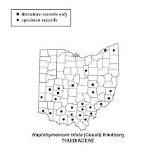 Attēlu rezultāti vaicājumam “Eurhynchiastrum pulchellum”