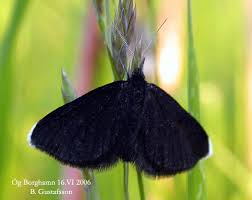 Attēlu rezultāti vaicājumam “Odezia atrata”