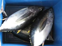 Image result for Thunnus alalunga
